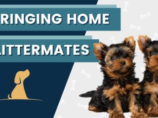 Littermates Tips For Training 2 Puppies At Once