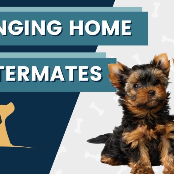 Littermates Tips For Training 2 Puppies At Once