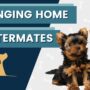 Littermates Tips For Training 2 Puppies At Once