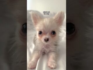 What does my teacup Chihuahua eat in a day? 🐾❤️