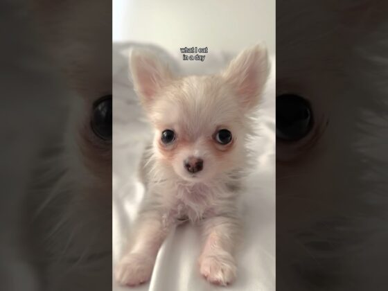 What does my teacup Chihuahua eat in a day? 🐾❤️