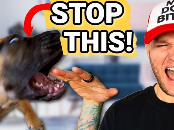 Puppy Training- How To Stop Puppy Biting Guaranteed! STOP Puppy Biting In Seconds!