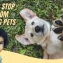 Preventing Kids From Harming Pets: Tips & Tricks