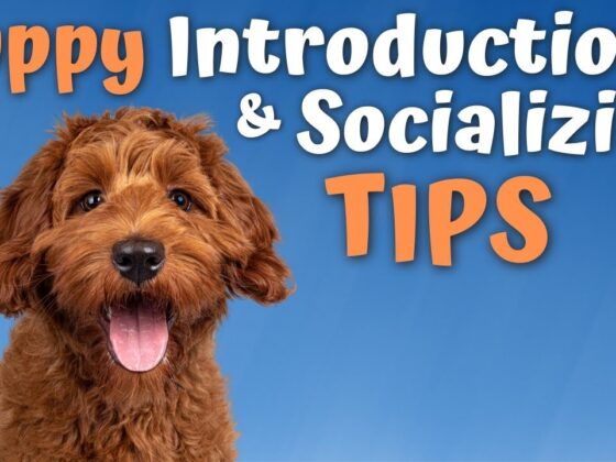 Pro Tips for Introducing and Socializing Puppies and Dogs with Susan Garrett