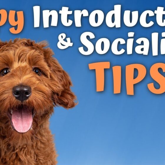 Pro Tips for Introducing and Socializing Puppies and Dogs with Susan Garrett