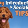 Pro Tips for Introducing and Socializing Puppies and Dogs with Susan Garrett