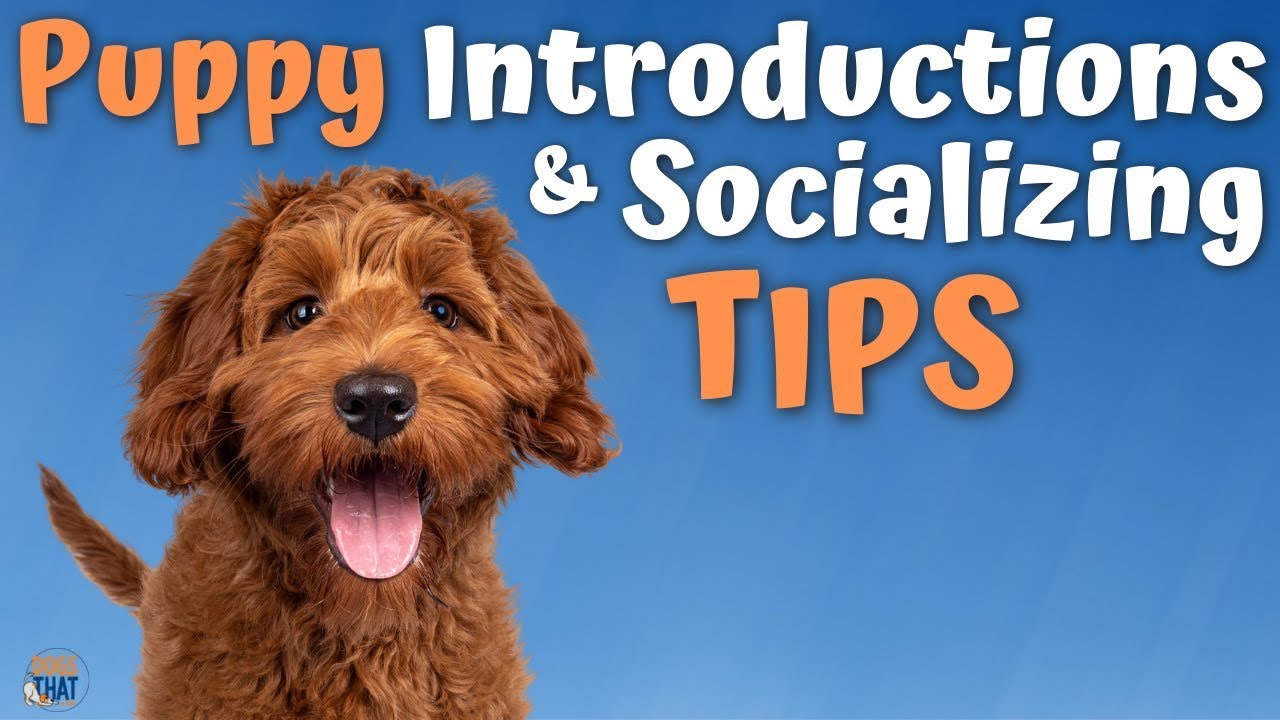 Pro Tips for Introducing and Socializing Puppies and Dogs with Susan Garrett