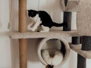 Cozy Cat Accessories That’ll Upgrade Your Home