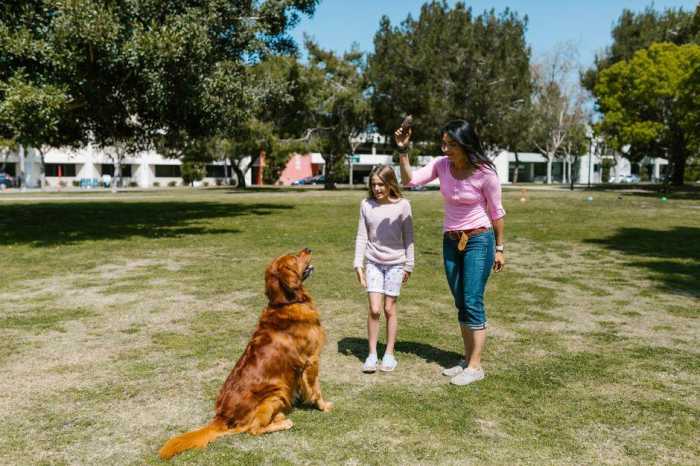 Fun Dog Training on YouTube: Best Videos!