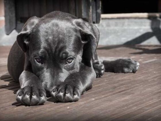 How to Train Your Dog Without Losing Your Mind