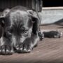 How to Train Your Dog Without Losing Your Mind