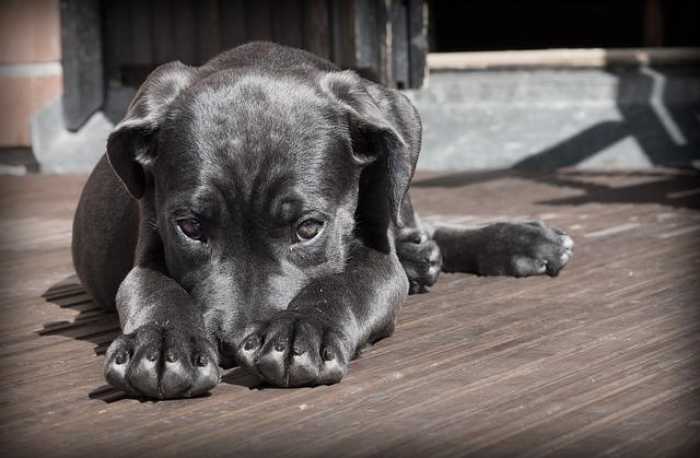 How to Train Your Dog Without Losing Your Mind