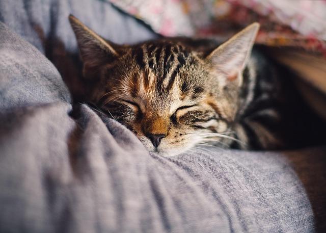 Cozy Beds and Blankets That Turn Any Corner into a Cat Nap Zone